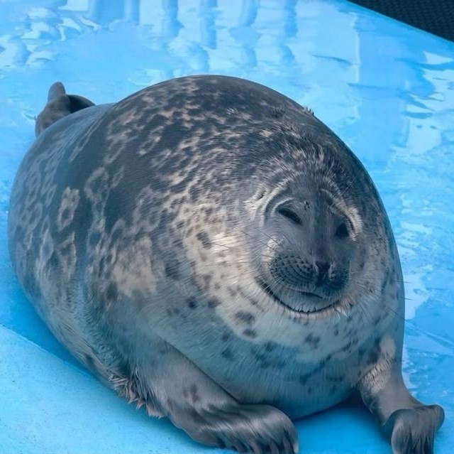 Yo-Chan the seal being squishy.