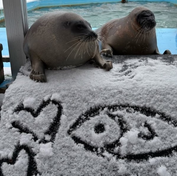 A happy seal couple side by side with hearts and fish drawn in the snow infront of them.