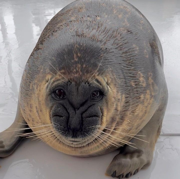 Katsunori-Kun the seal making a sad face.