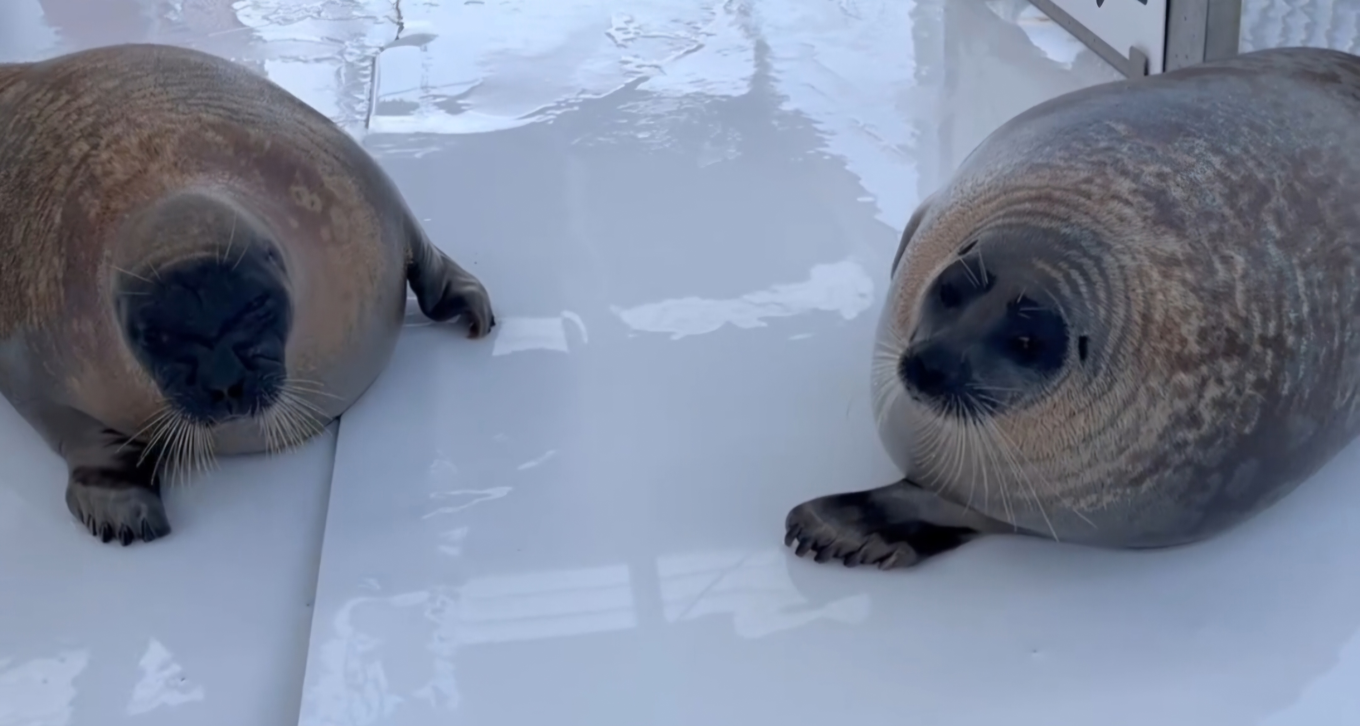 A happy seal couple side by side.