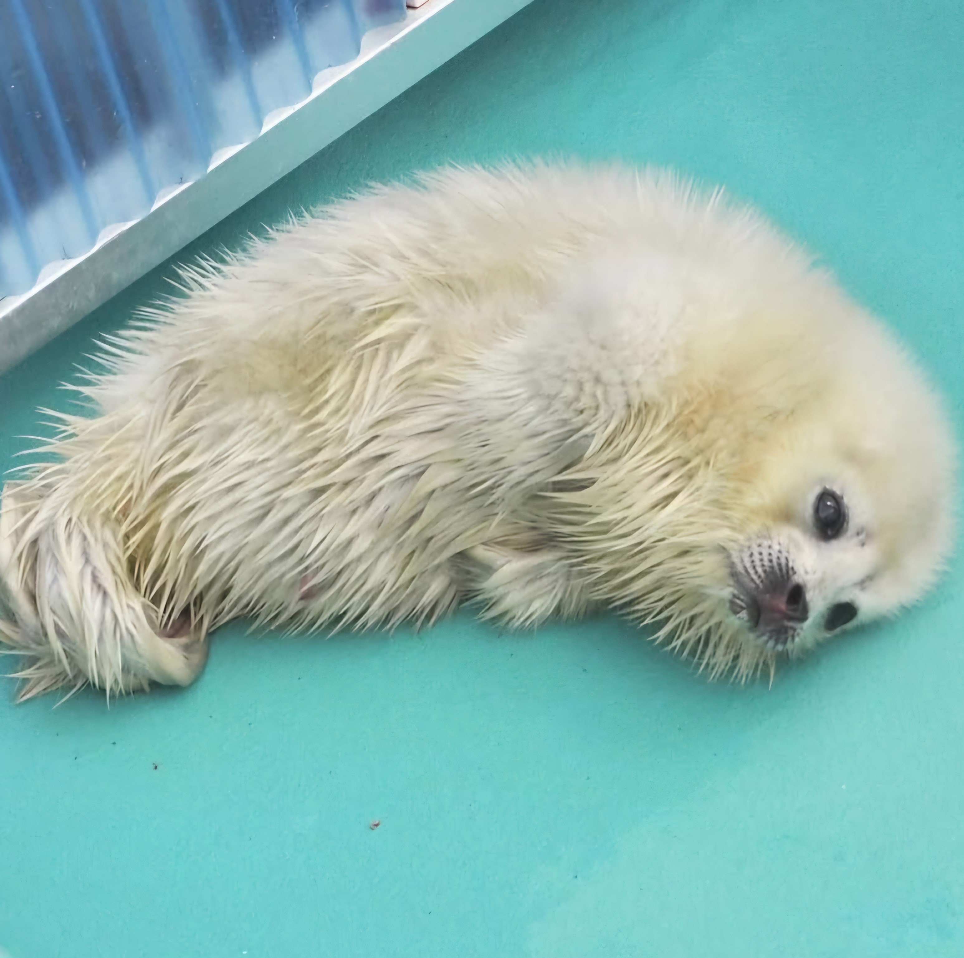 Yo-Chan and Katsunori-Kun's newborn baby.