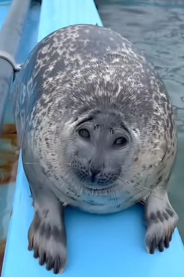 Yo Chan being a silly seal.